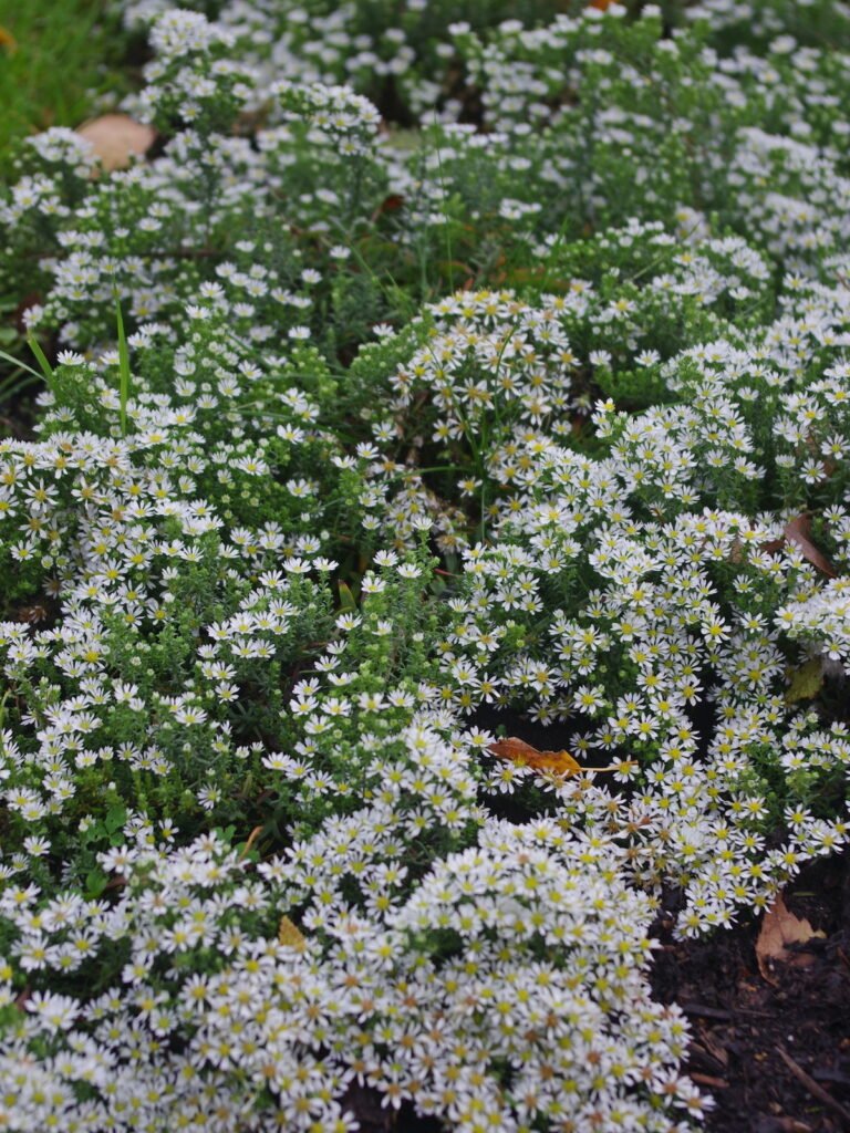 Astras erikinis 'Snowflurry'