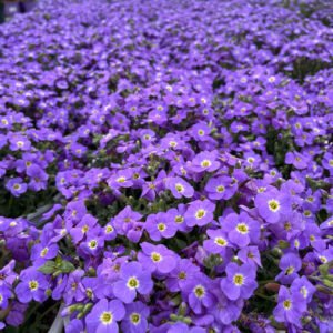 Aubretė 'Axcent Light Blue'