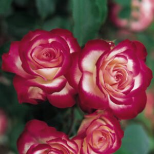 Rožė 'Jubilé du Prince de Monaco' - Image 2
