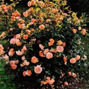 Rožė floribundinė 'Schöne vom See' - Image 2