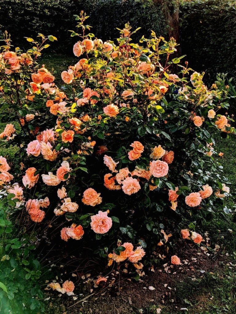 Rožė floribundinė 'Schöne vom See'