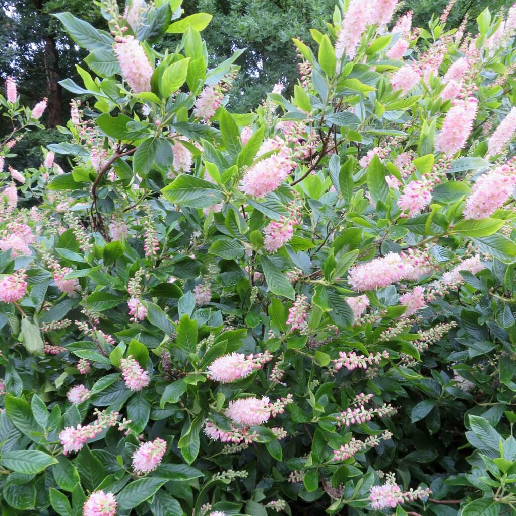 Tikrasis alksnotis 'Pink Spire'