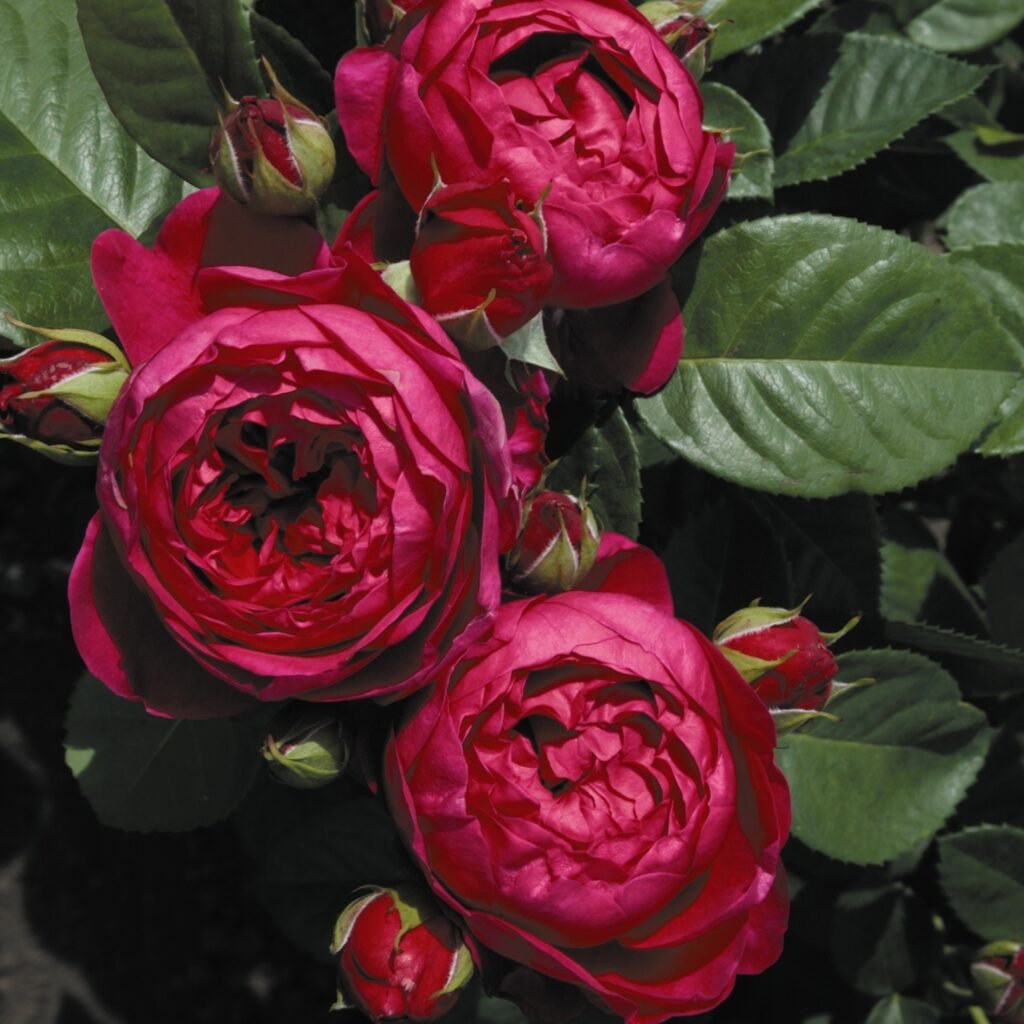 Rožė stambiažiedė ‘Ascot’