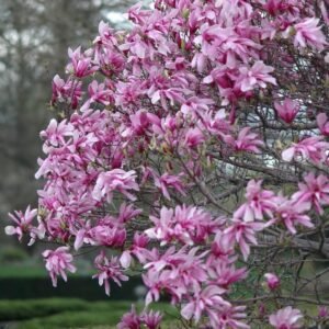 Magnolija hibridinė 'Ricki'