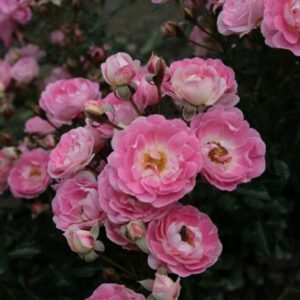 Rožė 'Flirt' - Image 3