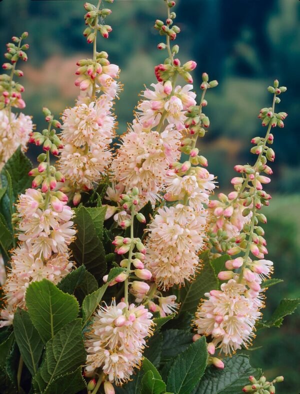 Tikrasis alksnotis 'Pink Spire'