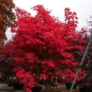 Klevas plaštakinis 'Atropurpureum' - Image 2