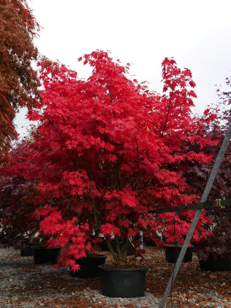 Klevas plaštakinis 'Atropurpureum'