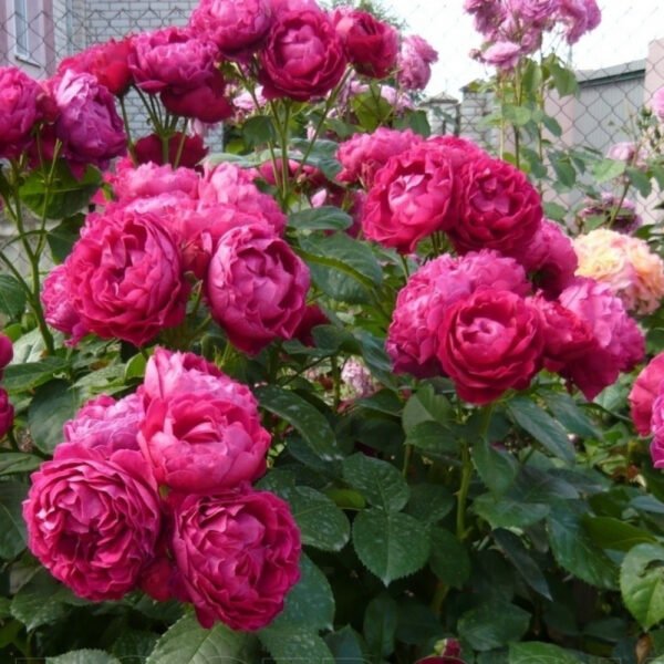Rožė stambiažiedė ‘Ascot’ - Image 3