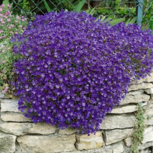Aubretė 'Rock on Blue'