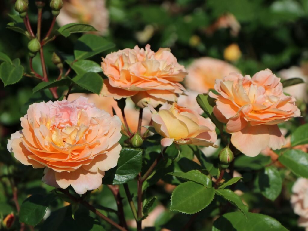 Rožė floribundinė 'Schöne vom See'