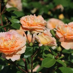 Rožė floribundinė 'Schöne vom See' - Image 3