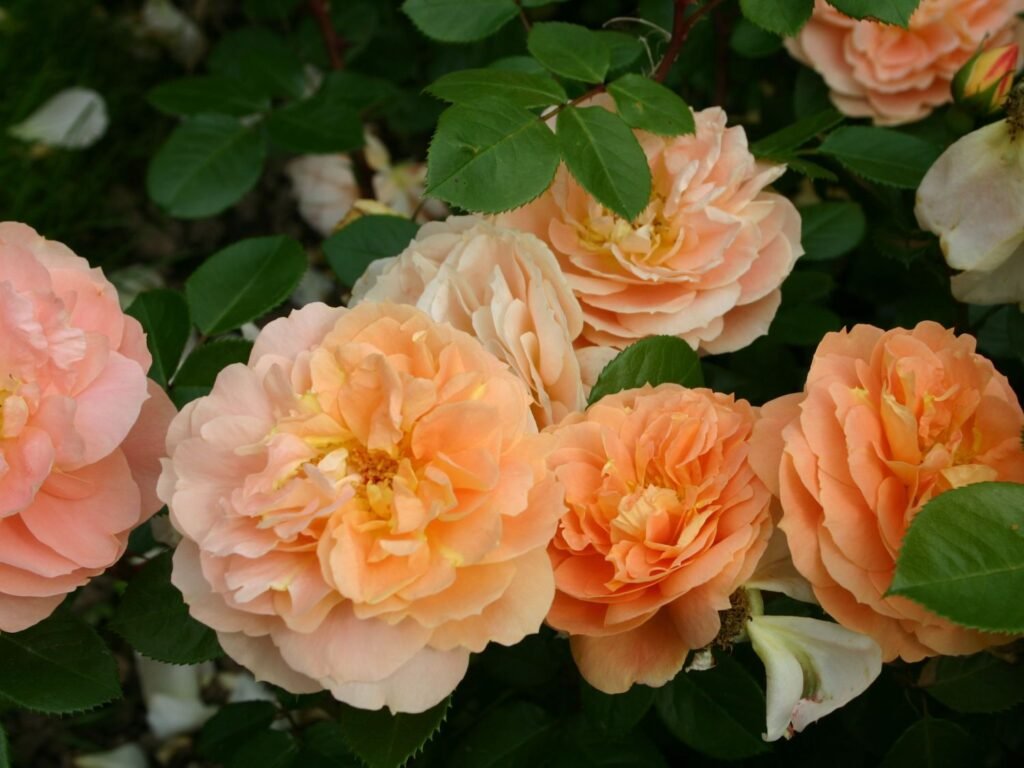 Rožė floribundinė 'Schöne vom See'