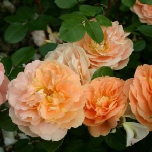 Rožė floribundinė 'Schöne vom See' - Image 4