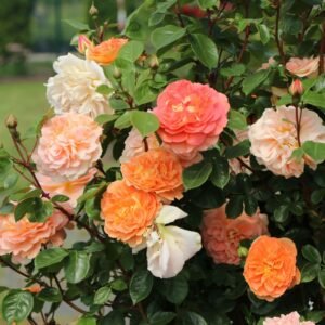 Rožė floribundinė 'Schöne vom See'