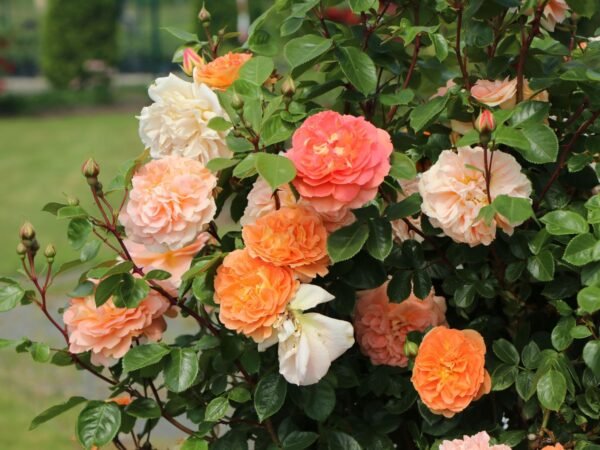 Rožė floribundinė 'Schöne vom See'