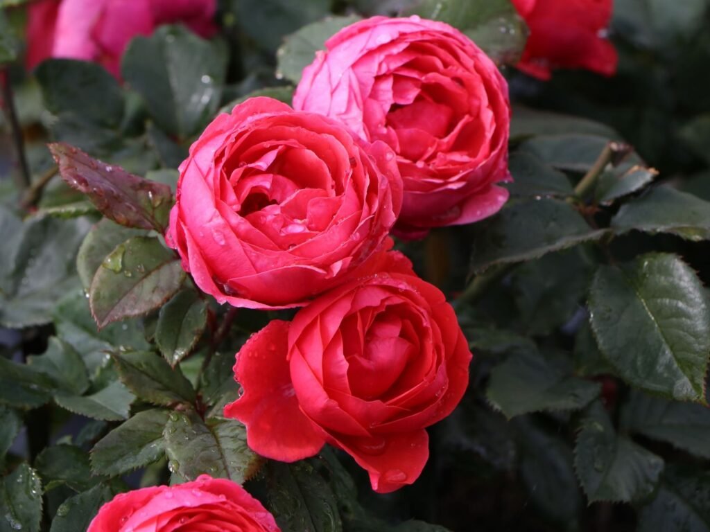 Rožė 'Marie-José Gartenprinzessin'
