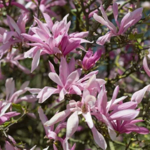 Magnolija hibridinė 'Ricki' - Image 2
