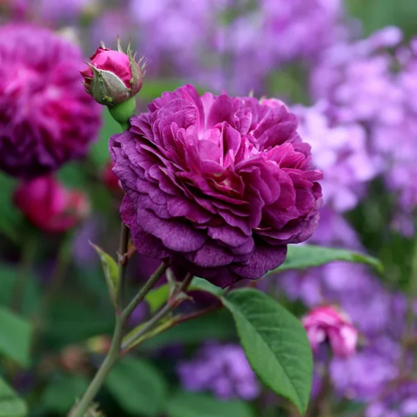 Rožė 'Cardinal de Richelieu'