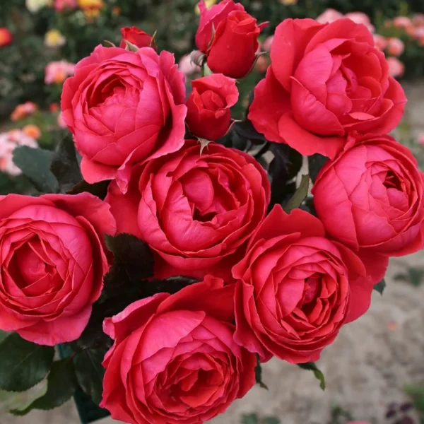 Rožė 'Marie-José Gartenprinzessin'