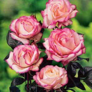 Rožė didžiažiedė 'Desse'