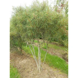 Šaltekšnis paprastasis ‘Asplenifolia’ - Image 3