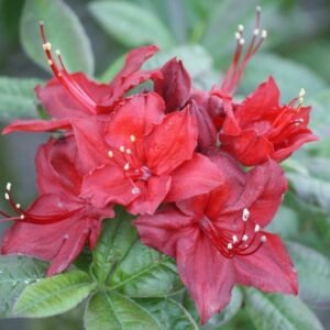 Azalija 'Doloroso' - Image 2