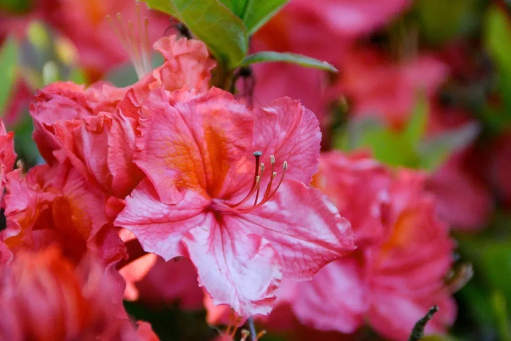 Azalija ‘Sarina‘