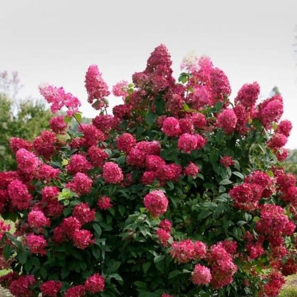 Šluotelinė hortenzija 'Magical flame'