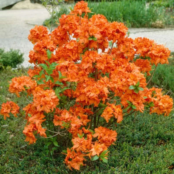 Azalija ‘Gibraltar‘