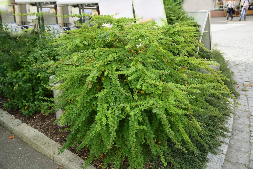 Raugeriškis tunbergo 'Green Carpet'