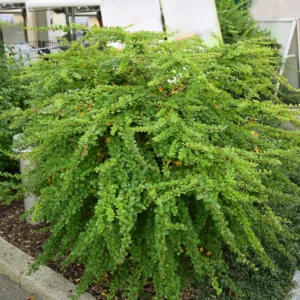 Raugeriškis tunbergo 'Green Carpet' - Image 2