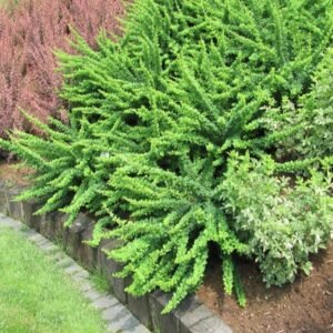 Raugeriškis tunbergo 'Green Carpet' - Image 3