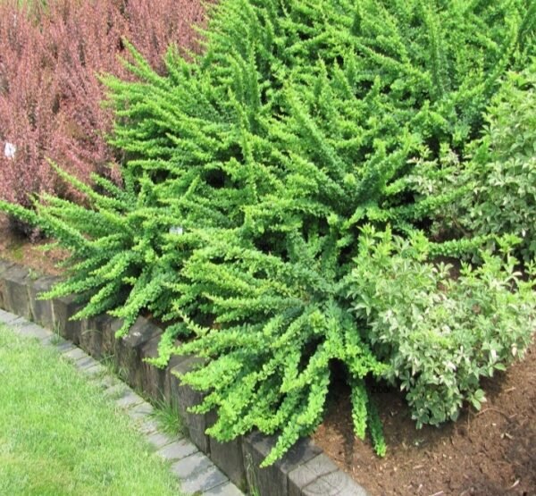 Raugeriškis tunbergo 'Green Carpet' - Image 3