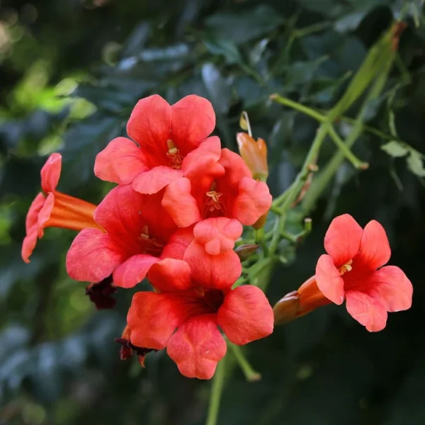Ląstūnė stambiažiedė ‘FLAMENCO’ - Image 2