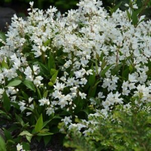Deucija lieknoji (radastas) 'Nikko'