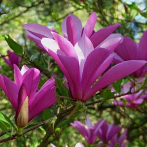Magnolija 'RANDY' - Image 2