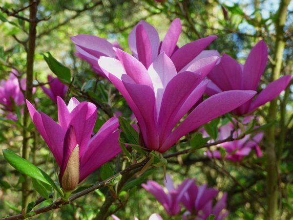 Magnolija 'RANDY' - Image 2