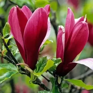 Magnolija lelijažiedė 'Nigra' - Image 3