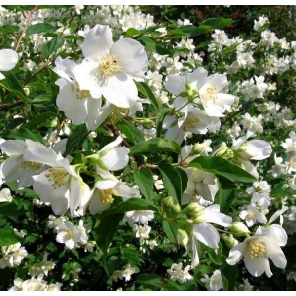 Jazminas 'Mont Blanc'