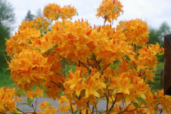 Azalija 'Golden Lights'
