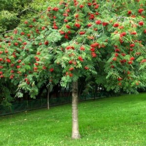 Šermukšnis paprastasis