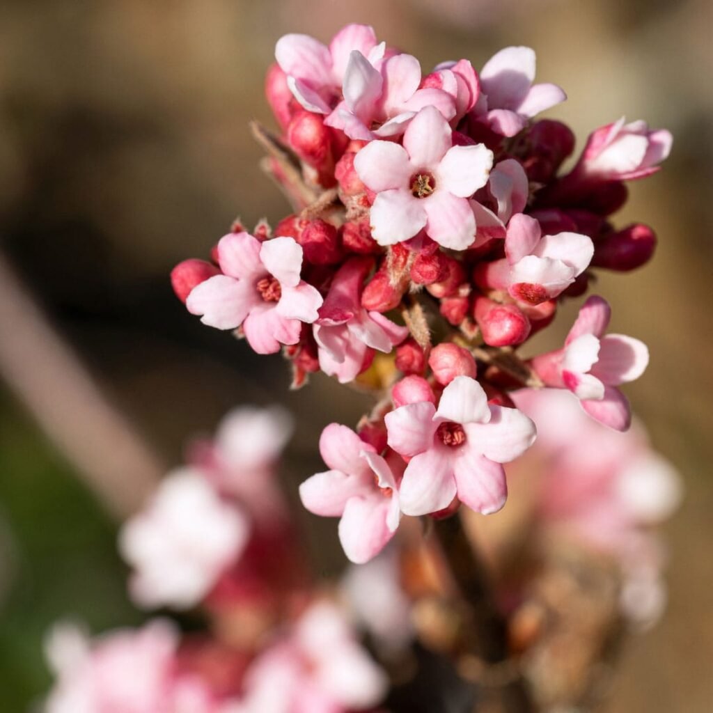 Putinas 'Charles Lamont'