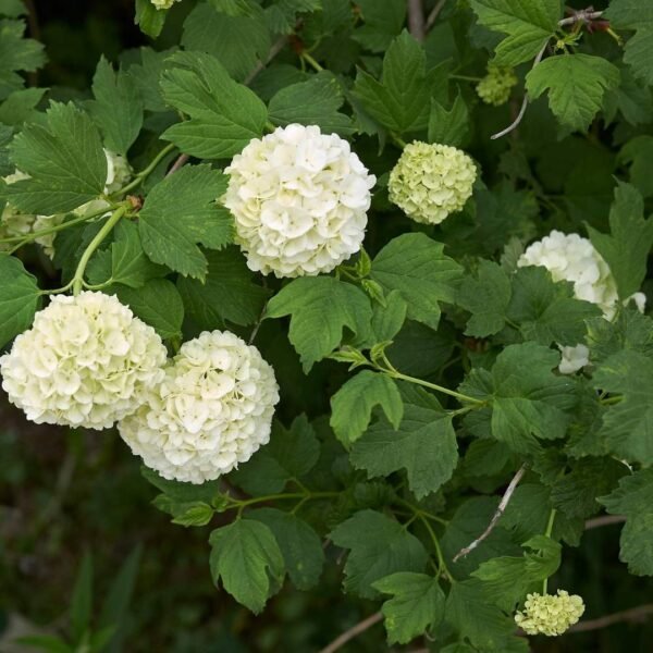 Putinas 'Nanum' - Image 2
