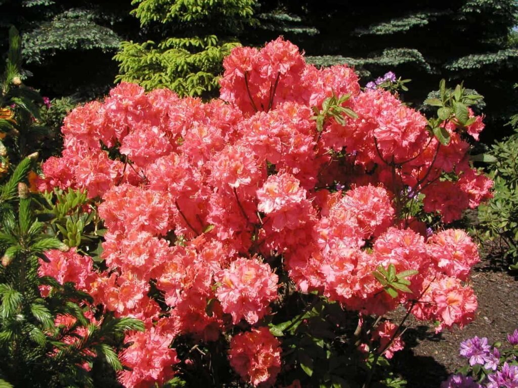 Azalija ‘Sarina‘