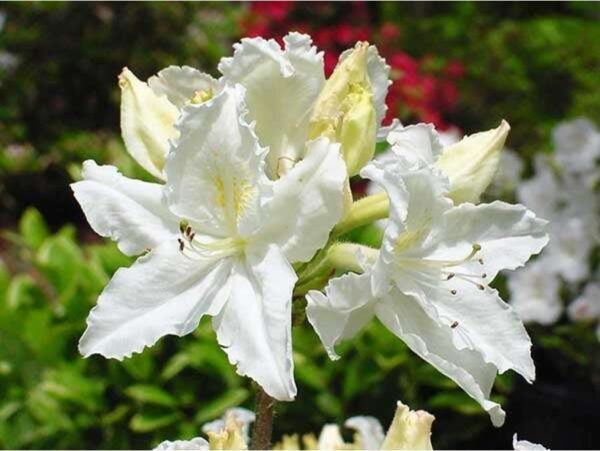Azalija 'Oxydol'