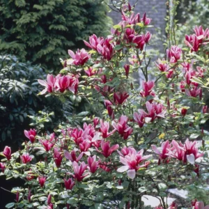 Magnolija lelijažiedė 'Nigra' - Image 2