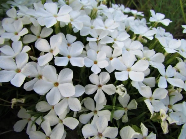 Ylalapis flioksas 'Maischnee'