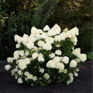 Hortenzija šluotelinė “Living Cotton cream” - Image 3