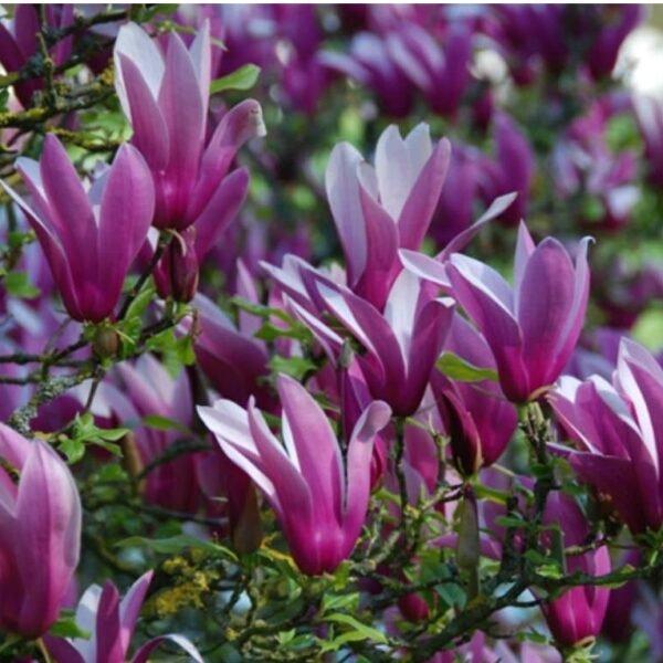 Magnolija lelijažiedė 'Nigra'